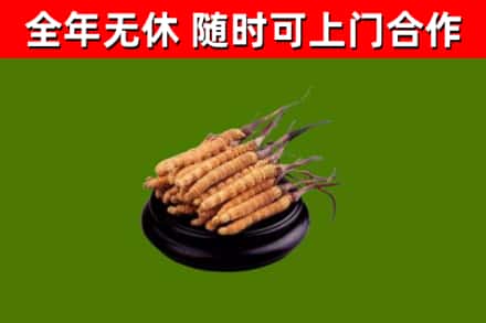 怀柔回收散虫草