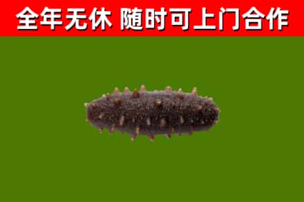 怀柔回收海参干